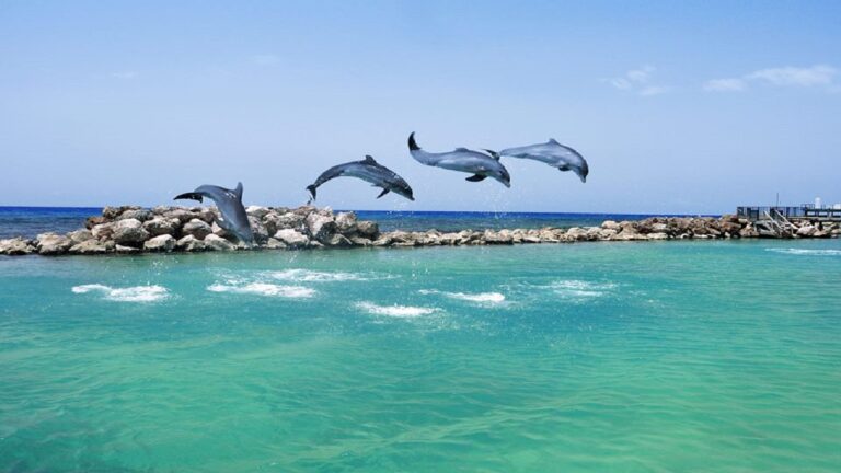 Dolphin Cove